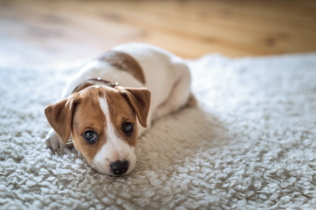 Clean pet accidents on synthetic fiber carpets